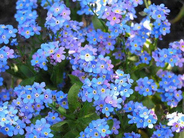 Những cánh hoa lưu ly với màu xanh - tím trộn lẫn